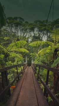 Forest Road Travel Landscape Instagram story